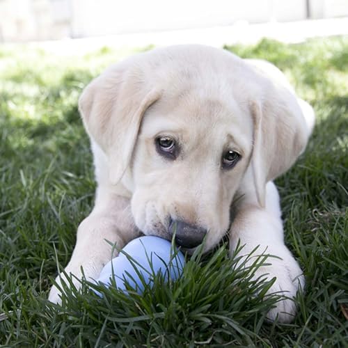 KONG Puppy, Natural Rubber Teething Chew Toy, - Image 3