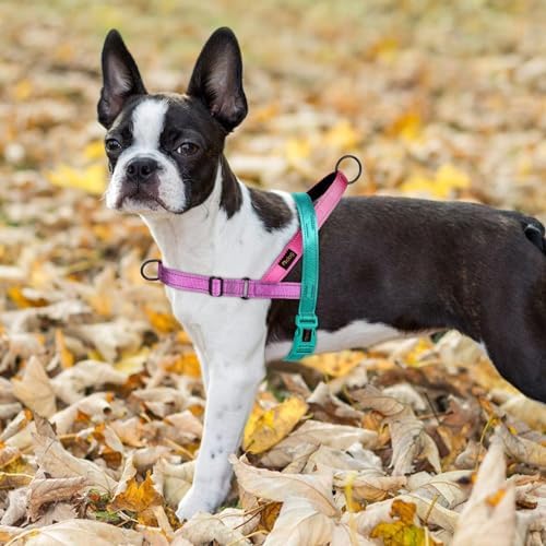 Didog No Pull Dog Harness for Small Dogs, Soft Padded Handle, Dark Green - Image 5