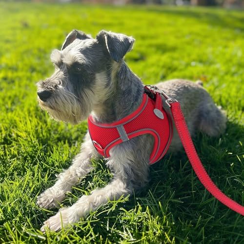 Joytale Step-in Dog Harness, Soft Breathable Mesh - Image 2