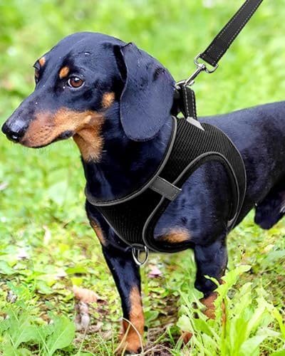 Joytale Step-in Dog Harness, Soft Breathable Mesh - Image 2