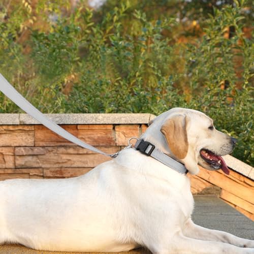 6 FT Basic Dog Leash for Medium Dogs - Image 3