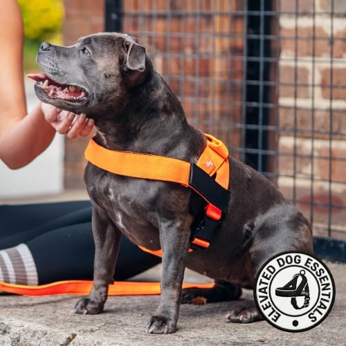 Dog Friendly Co. Dog Harness for Small Dogs - Image 6