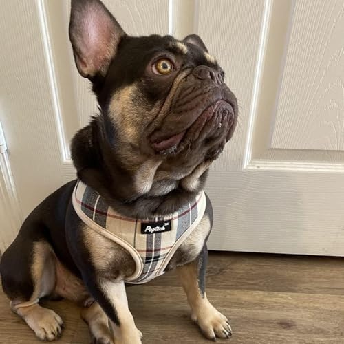 PUPTECK Small Dog Harness and Leash Set No Pull - Image 6