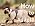 Cat Harness and Leash Set, Adjustable Cat Vest Harnesses - Image 7
