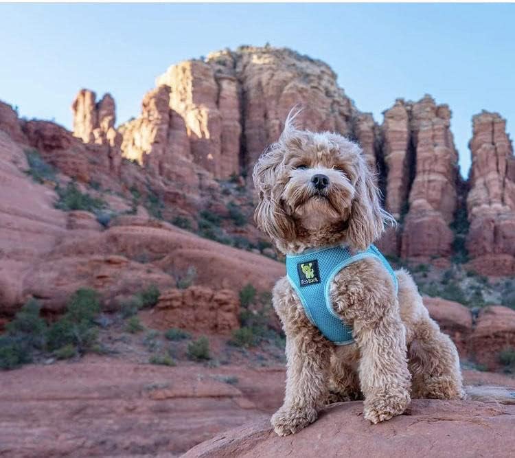 EcoBark Step in Dog Harness, Soft Mesh Toy Breed Vest - Image 4