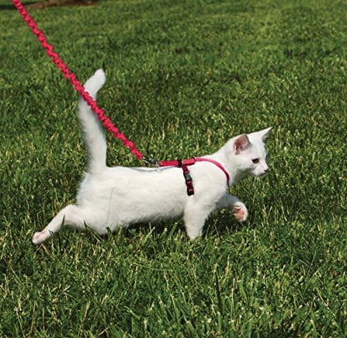 PetSafe Come With Me Kitty Harness and Bungee Leash, Harness - Image 2