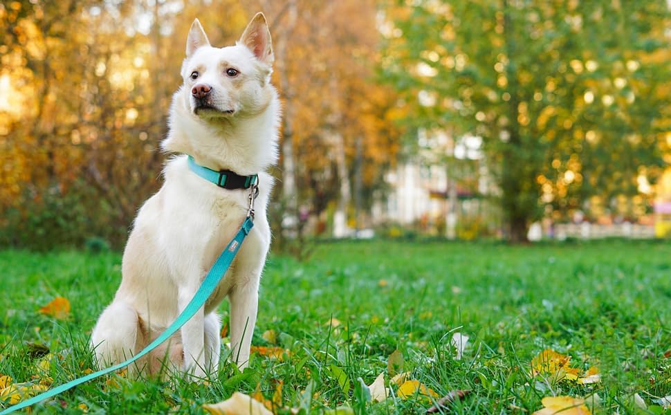 6 FT Reflective Dog Leash for Large Dogs, Sky Blue - Image 2