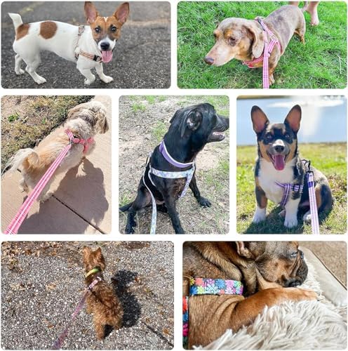 BEAUTYZOO Dog Harness Small Sized Dog Girl, No Pull Dog Harness and Leash Set - Image 6