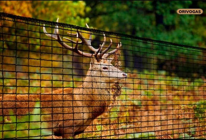 Deer Fence Netting, Plastic Mesh Fence 6.5x50ft, Reinforced Edges 55gsm Heavy - Image 2