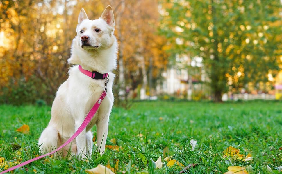 6 FT Reflective Dog Leash for Small Dogs, Hot Pink - Image 2