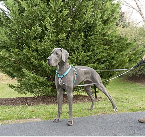 PetSafe Two Point Control Dog Leash, 3/4 in - Image 3