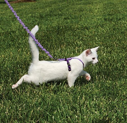 PetSafe Come with Me Kitty Harness and Bungee Cat Leash - Image 2