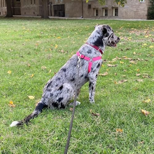PUPTECK No Pull Dog Harness Large Sized Step-in Adjustable Puppy Vest - Image 6