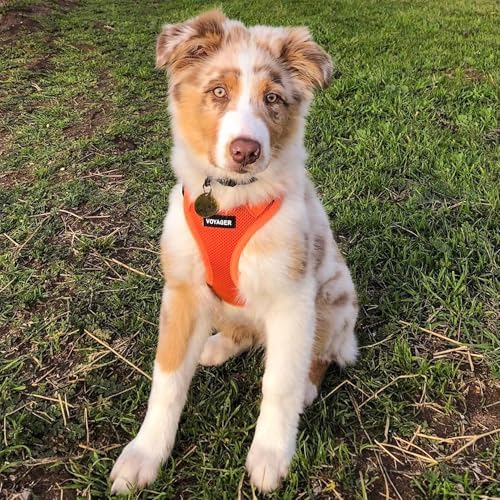 Voyager Step-in Air Dog Vest Harness - Image 2